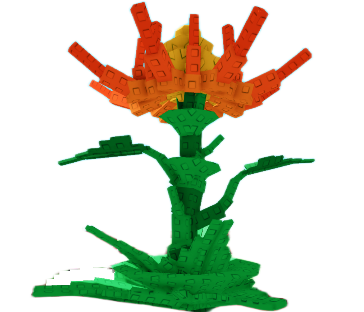 Ember Lily plant growing stage